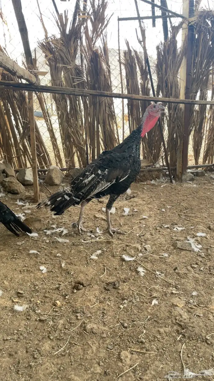 تم البيع الحمدلله الله يبارك له يارب 0