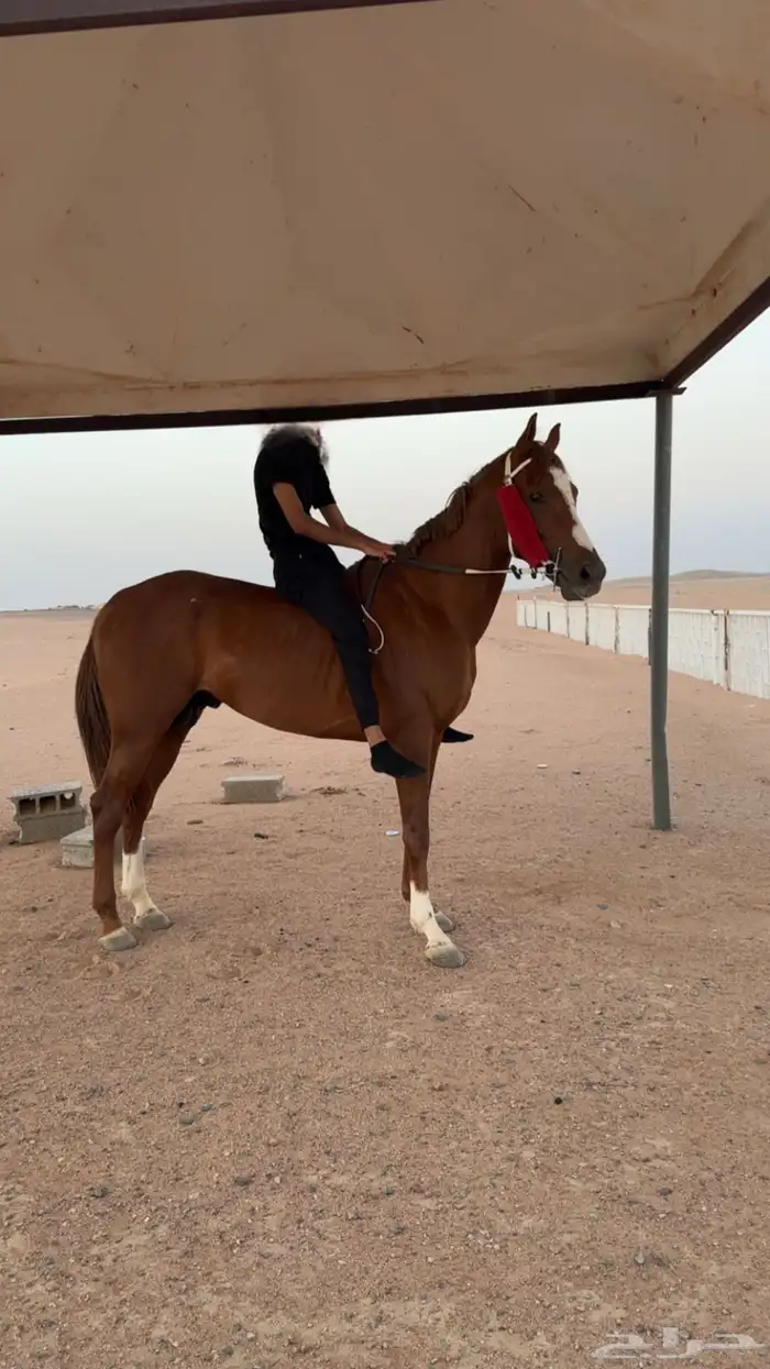 حصان فرنسي 2