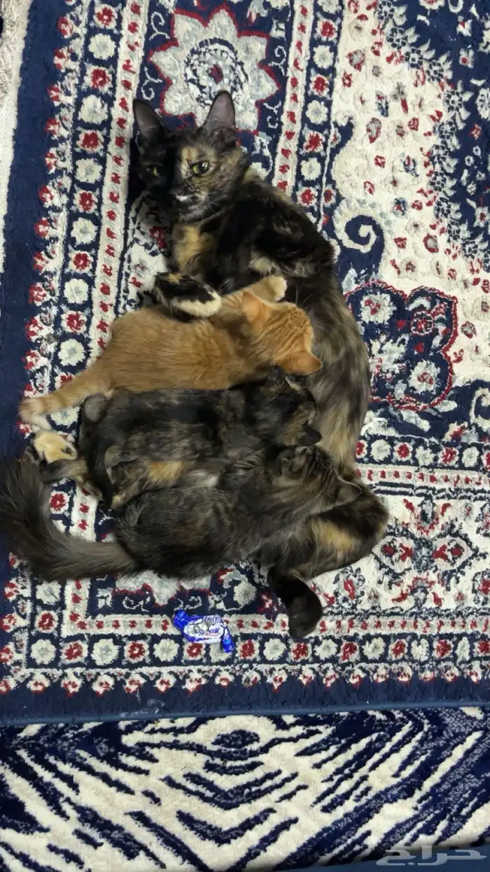 قطط 0
