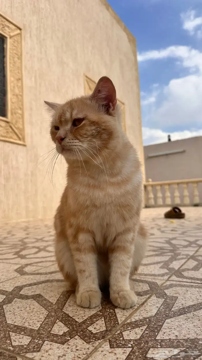 قط ذكر للبيع 2