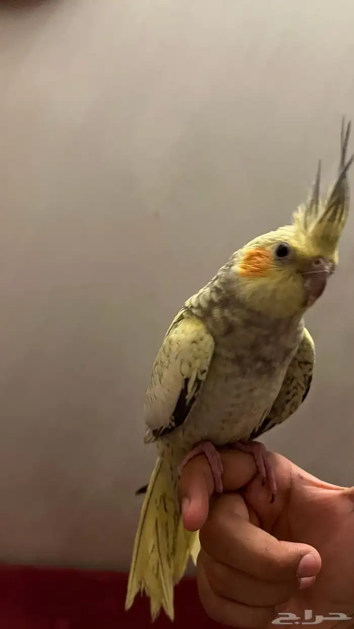 كروان اليف جداا 1