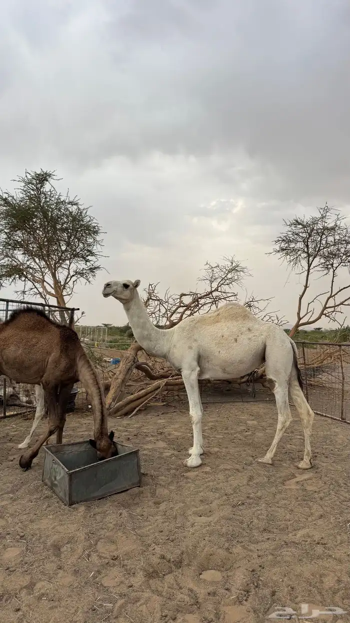 بكره كفو وضحى 0
