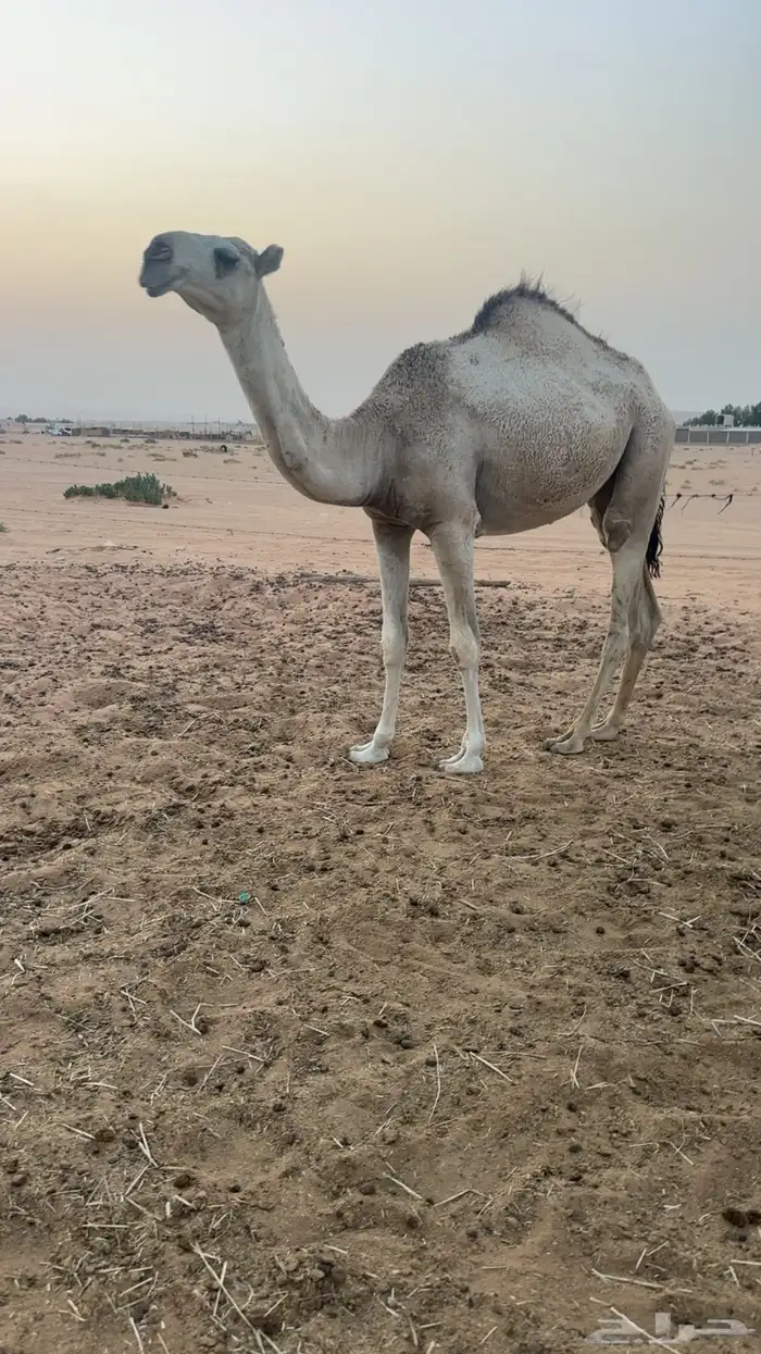 مفروده تدخل حقه 1