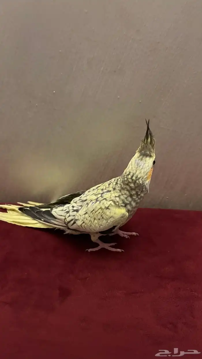 كروان اليف جداا 0