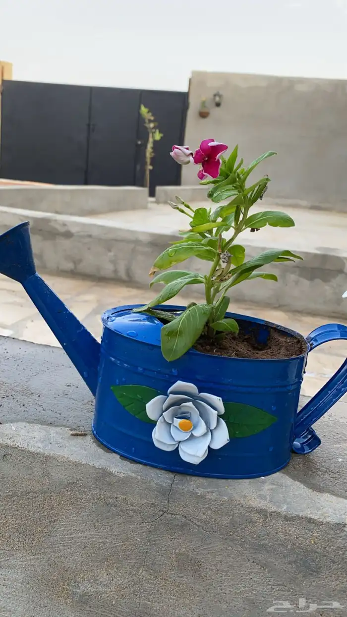 ورد بأصيص مميز 2