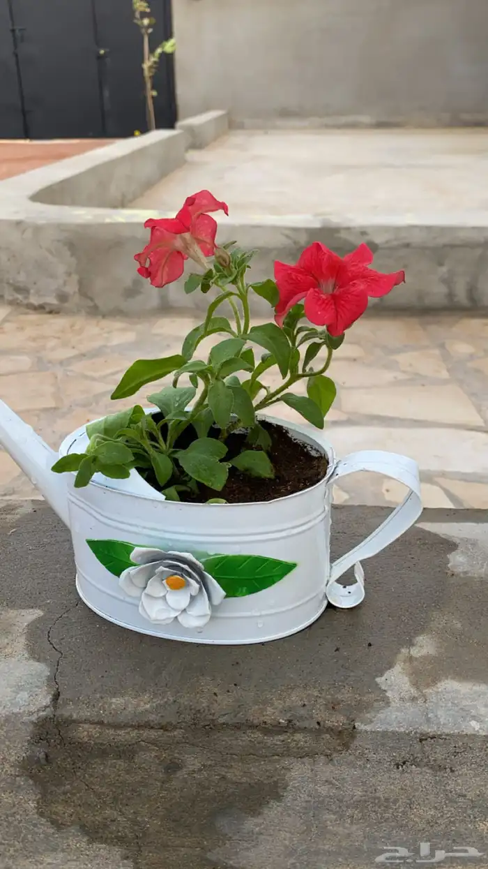 ورد بأصيص مميز 6