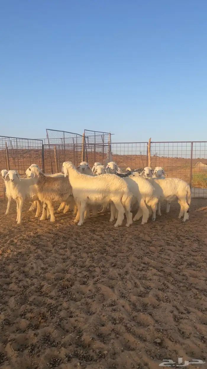 خرفان حريات للبيع 0