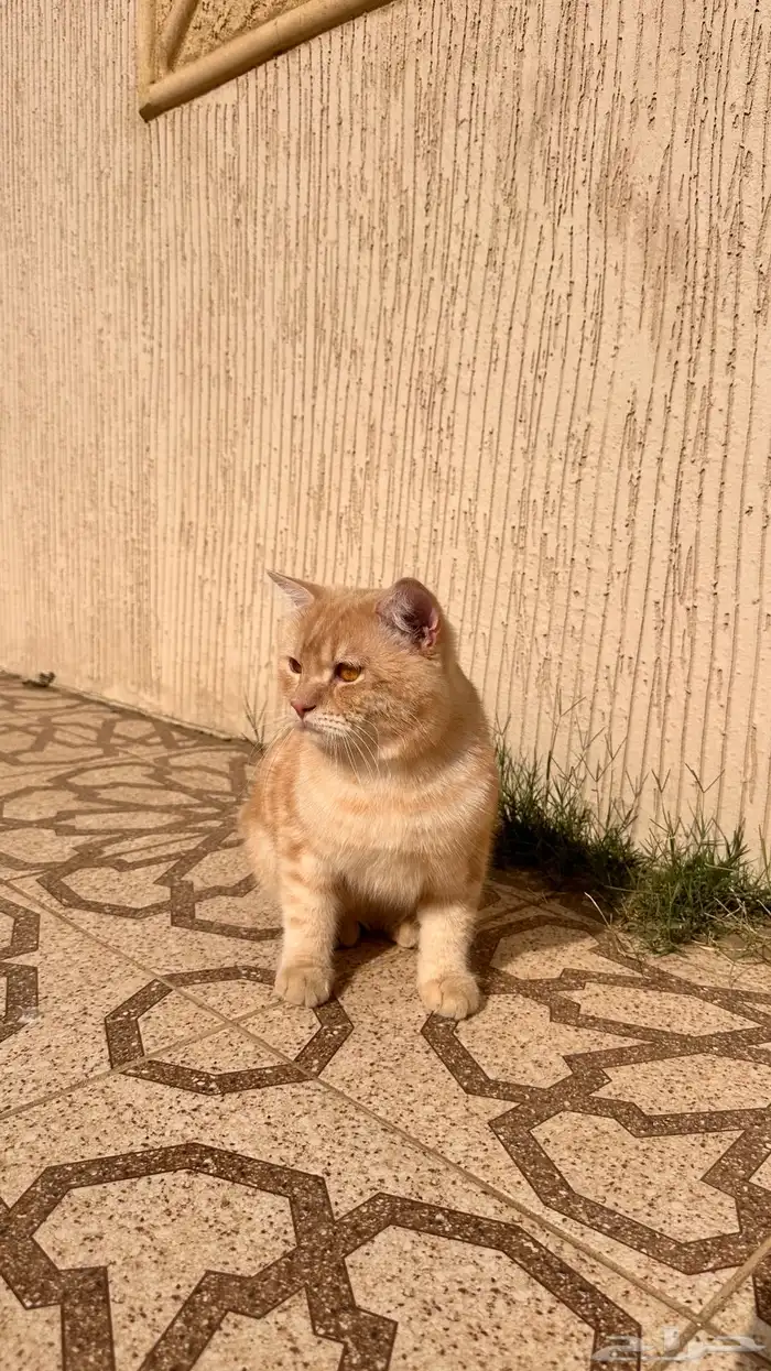 قط ذكر للبيع 1