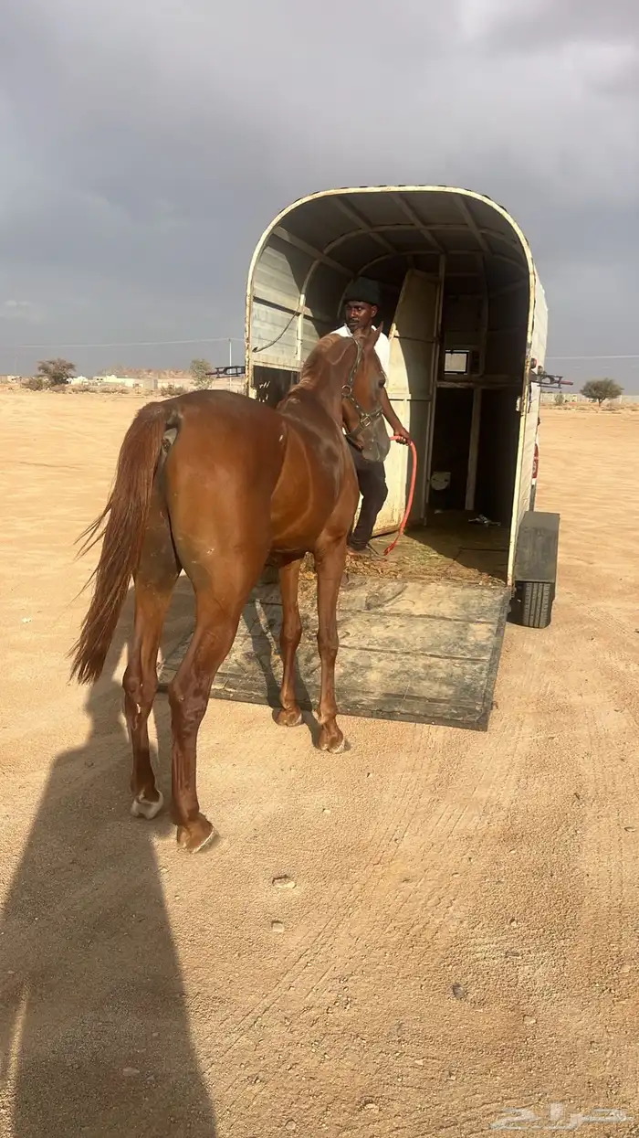 عربة لنقل الخيل 1