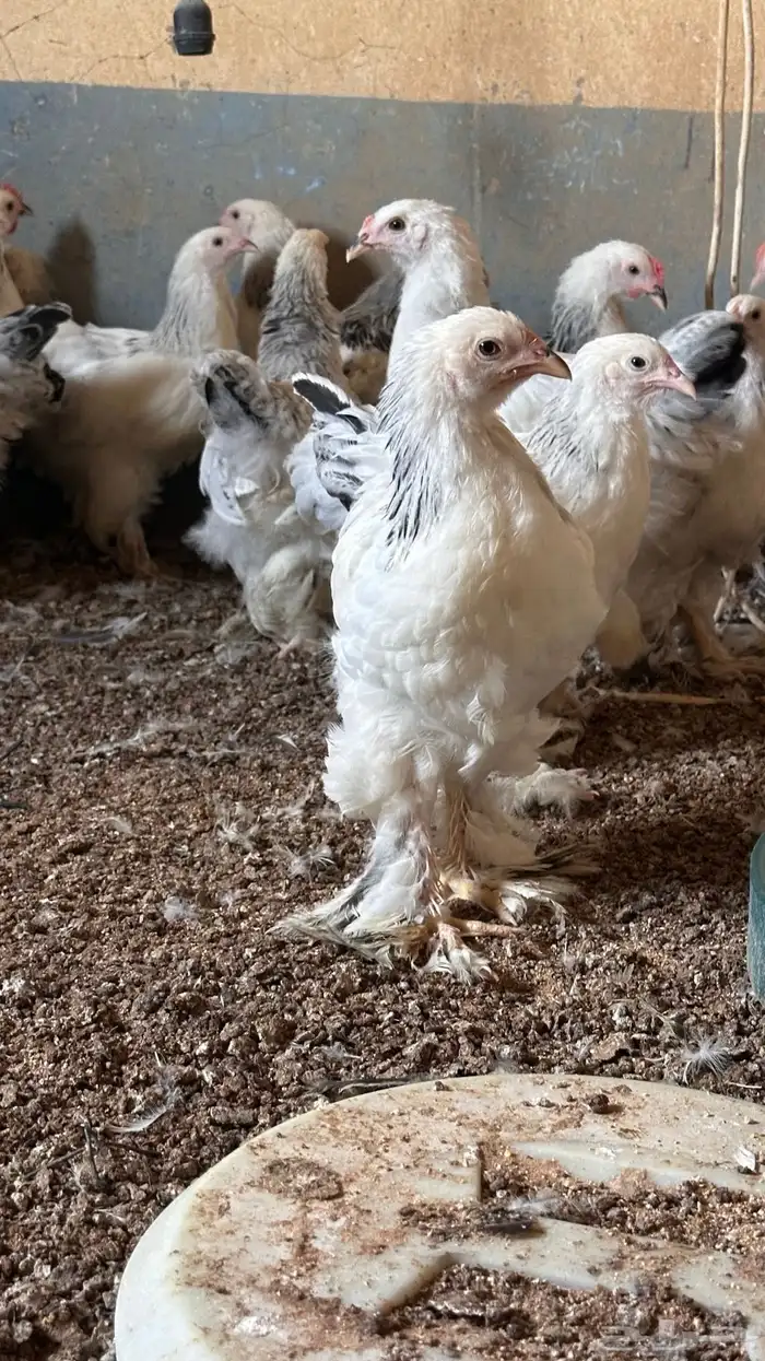 للبيع صوص براهما كولمبي 0