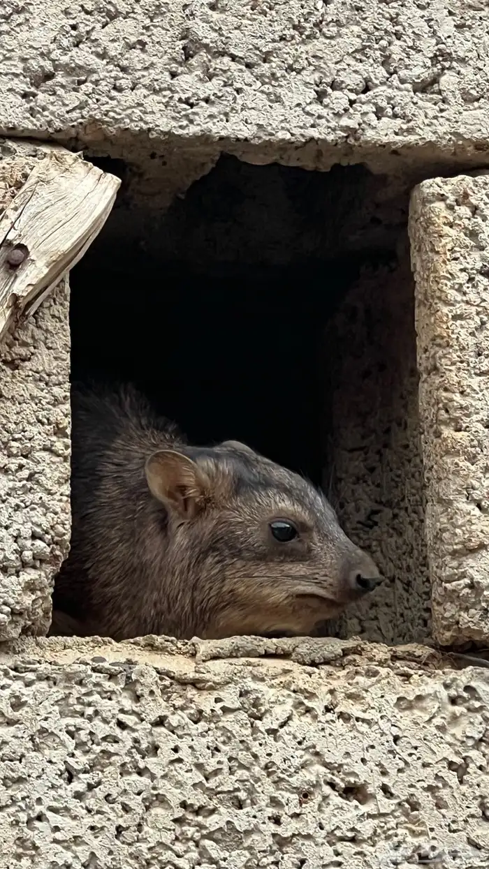 متوفر ازواج شرط 0