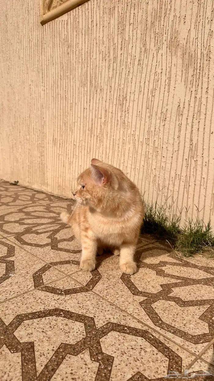 قط ذكر للبيع 0