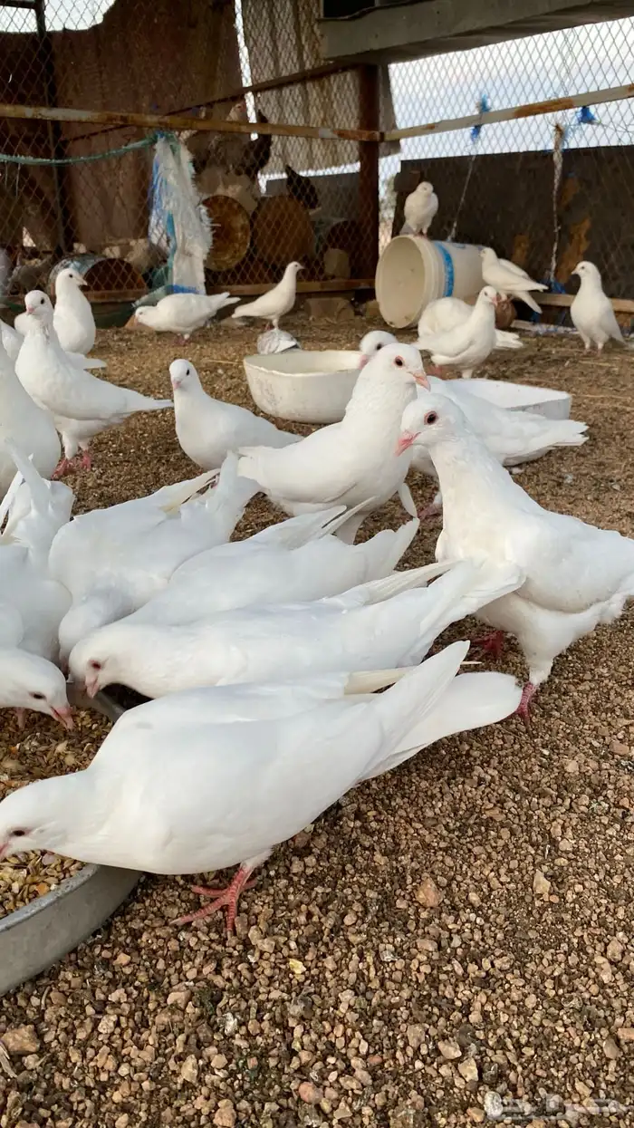 حمام فرنسي 2