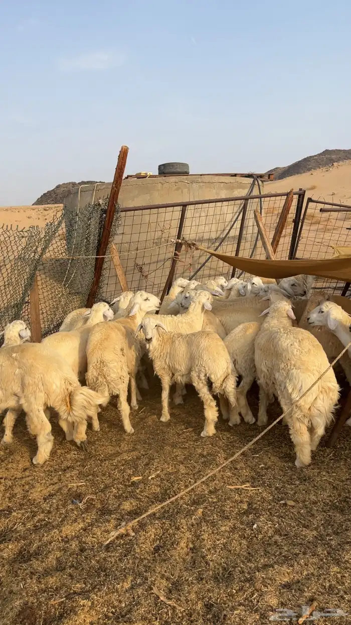 طليان حرية أنتاج مزاين الطائف 0