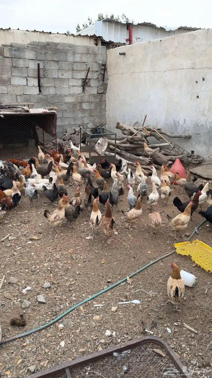 دجاج بلدي 0