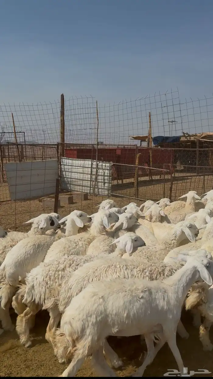 رخال جذعات طيبه 1