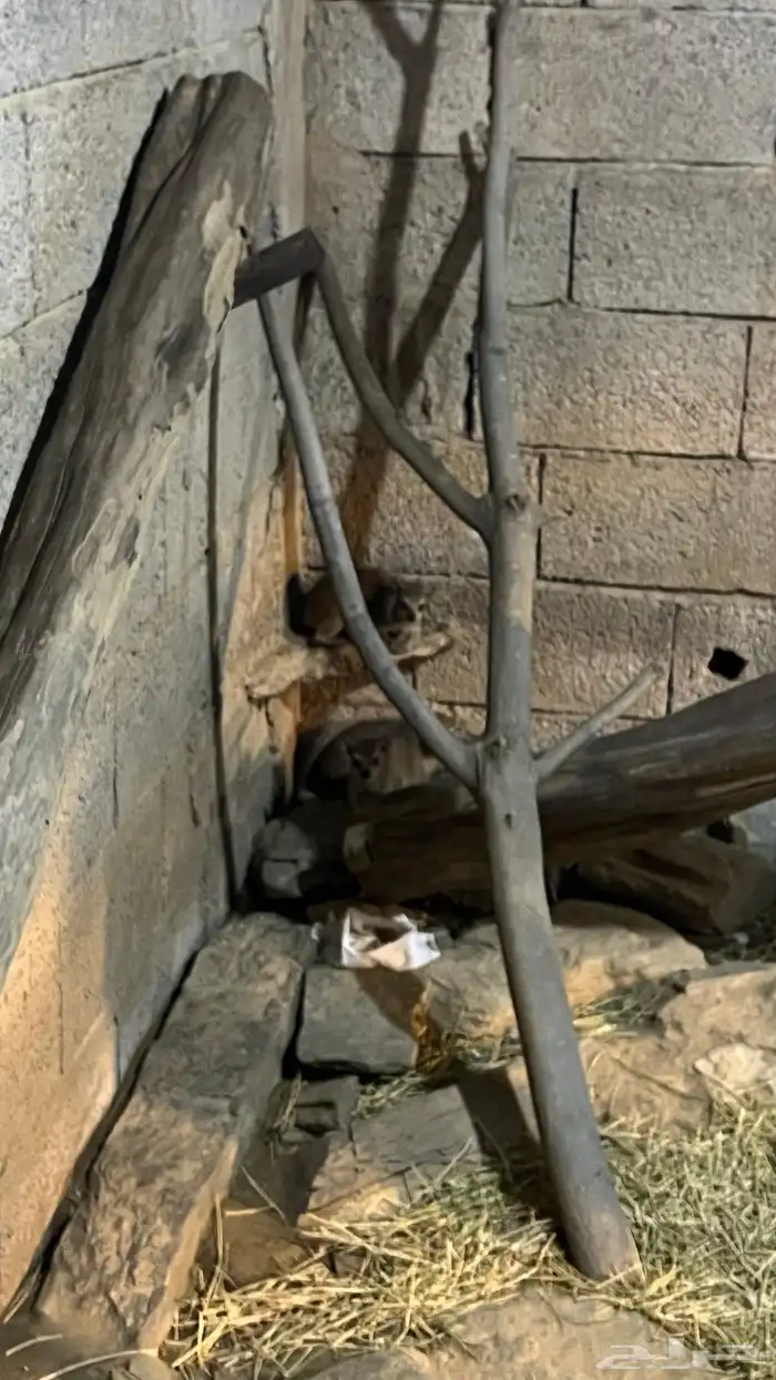 سبعة اناثي كبار واحد ذكر كبير نجدي واحدا عشر صغار 0