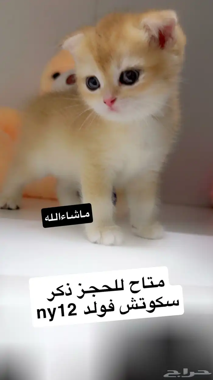 بيع قطط سكوتش تم البيع 3
