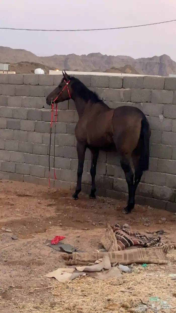 للبيع فرس شعبية 1