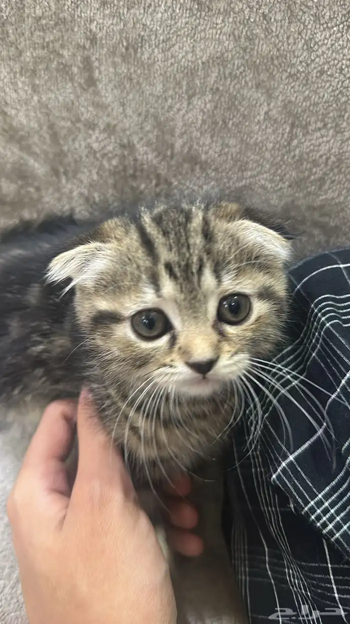 كتن سكوتش قطه صغيره 1