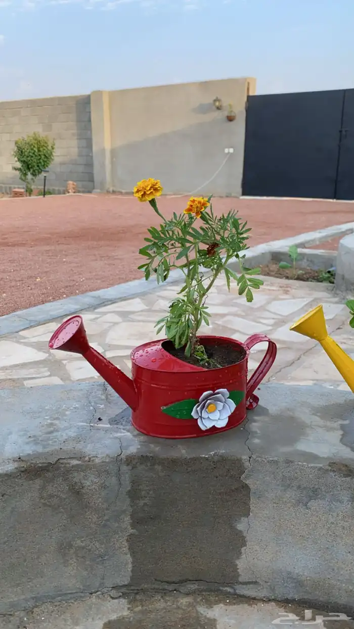 ورد بأصيص مميز 0