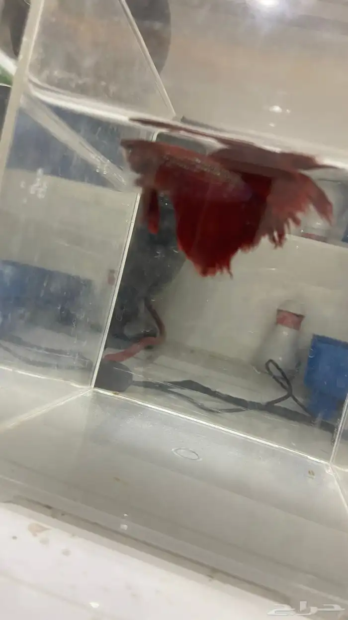 سمكة فايتر 1