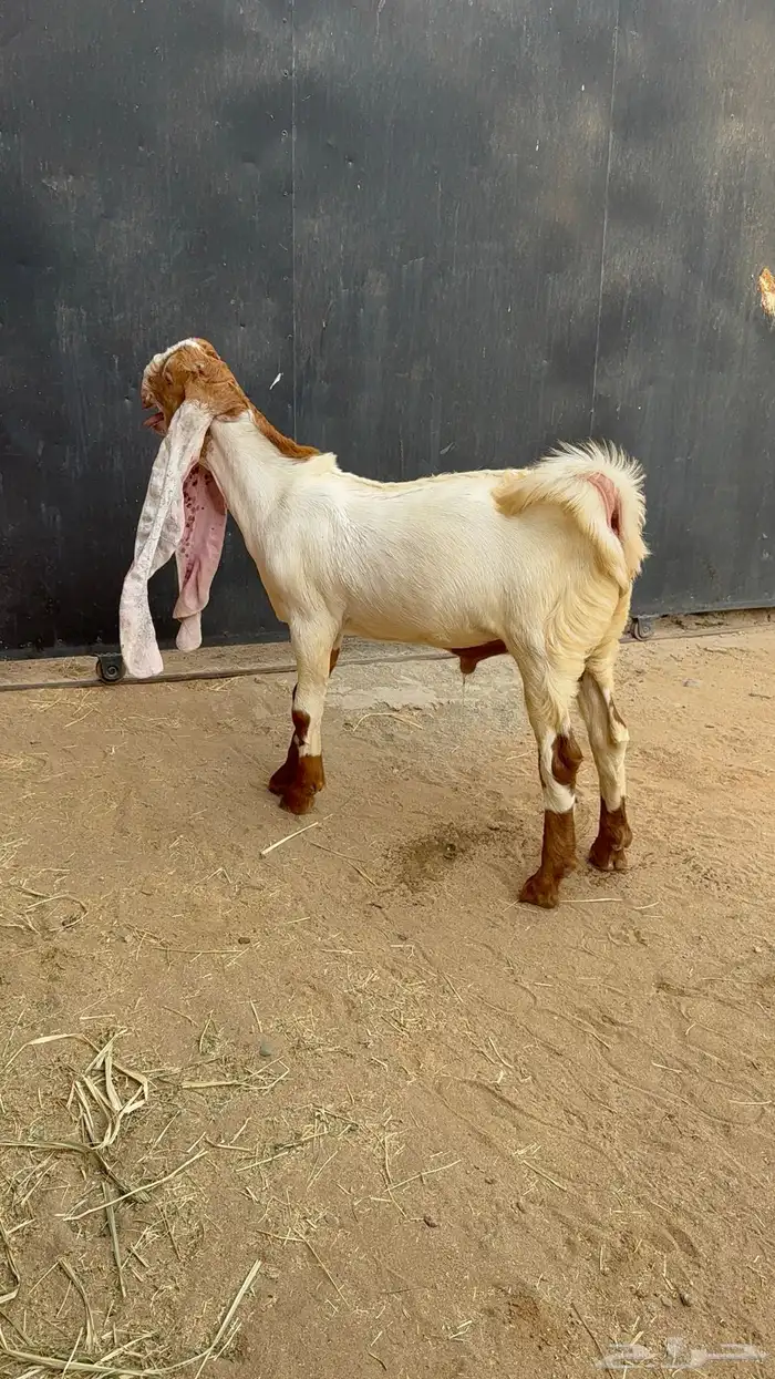 مشروع فحل هولندي 4