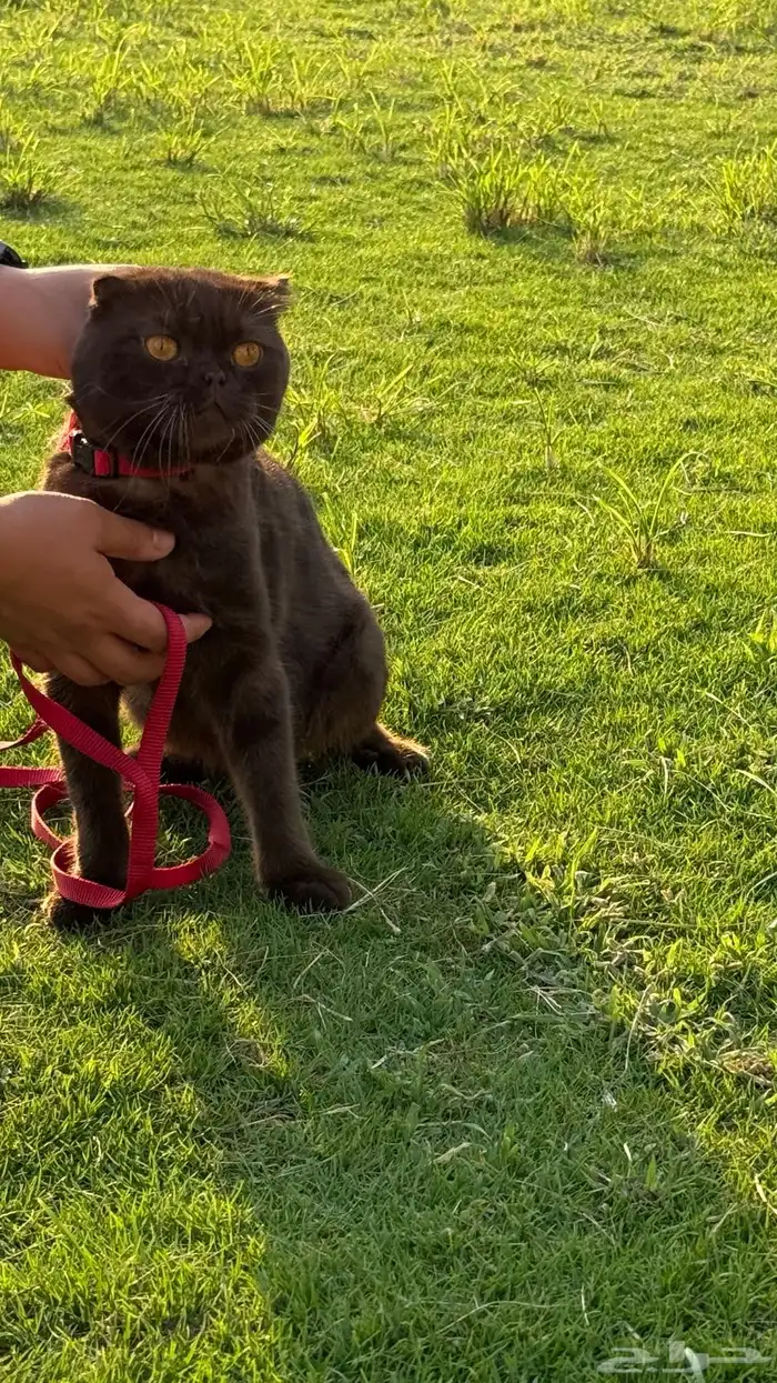 قطط سكوتش تربل فولد للتزاوج 4