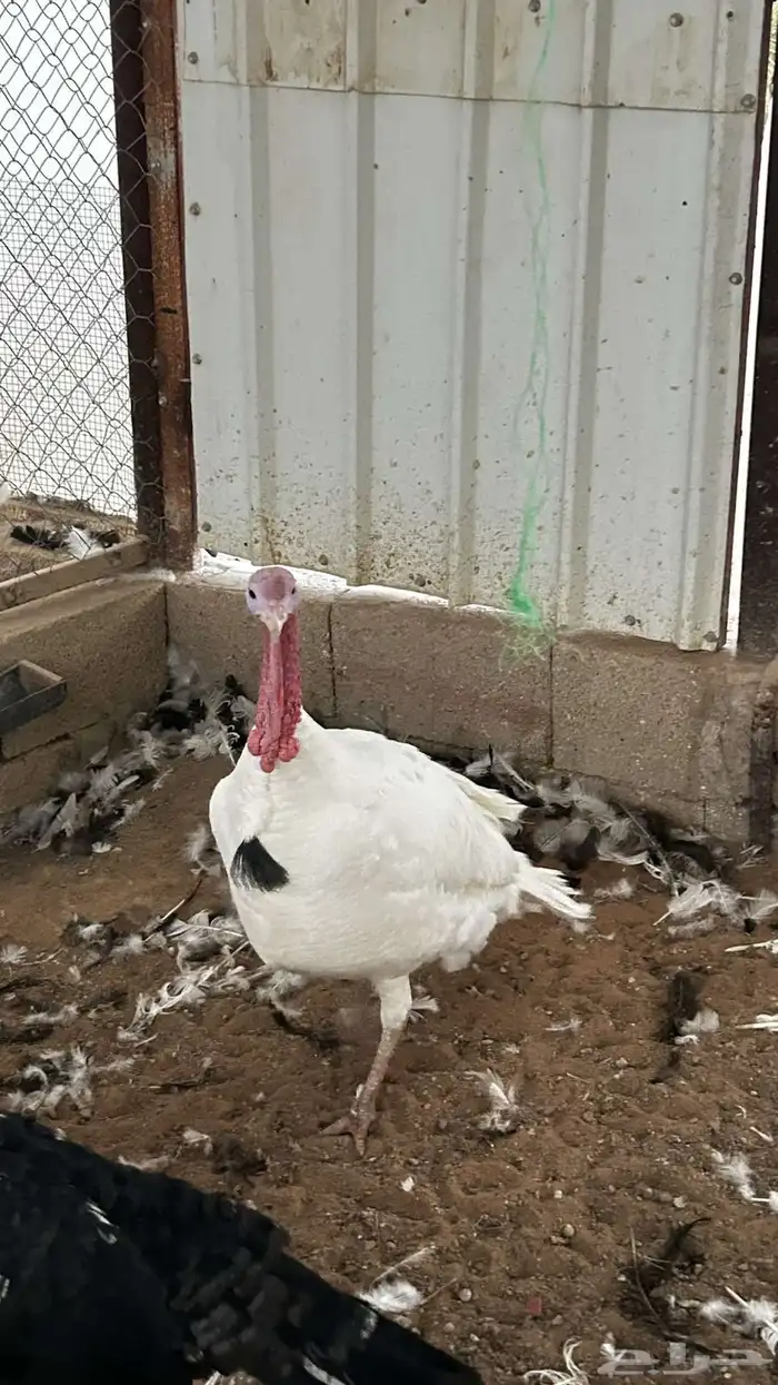 للبيع ذكور رومي العدد 3 0