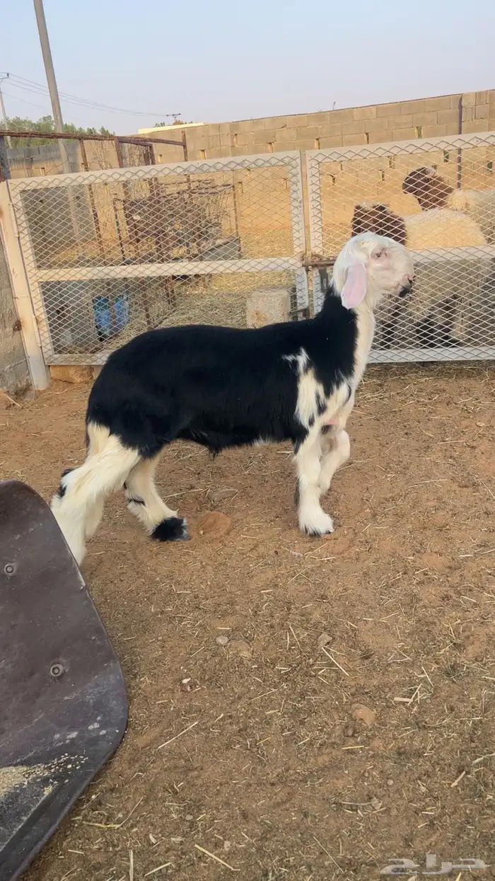 نجدي فاخر 2