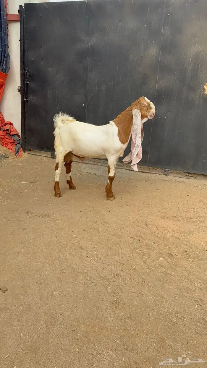 مشروع فحل هولندي 2