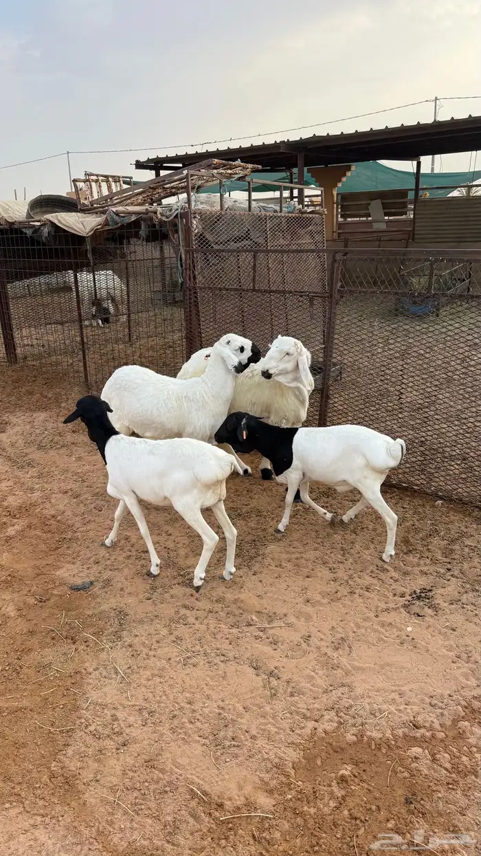 ذبايح 0