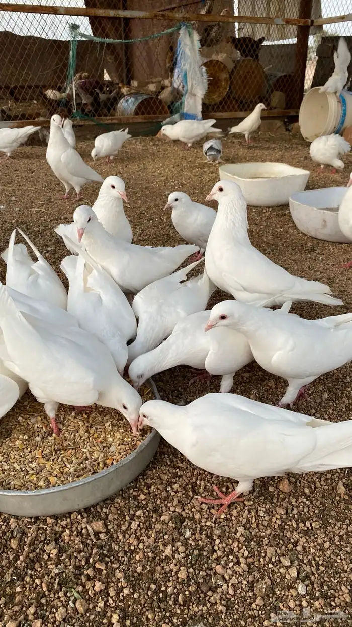 حمام فرنسي 3