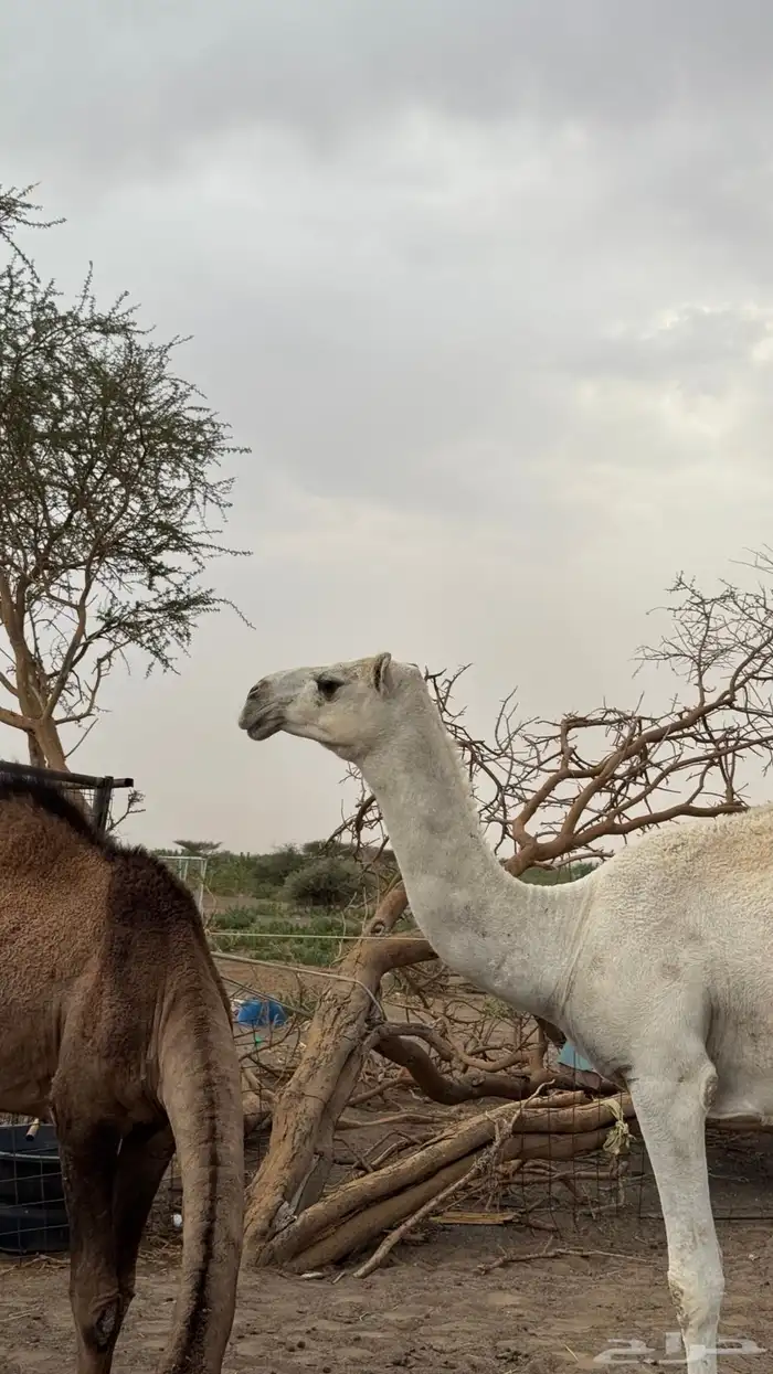 بكره كفو وضحى 2