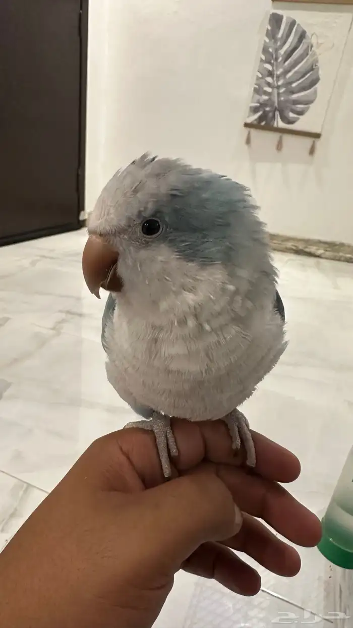 كويكر اليف 1