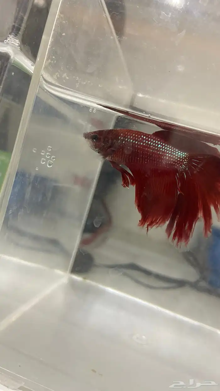 سمكة فايتر 0