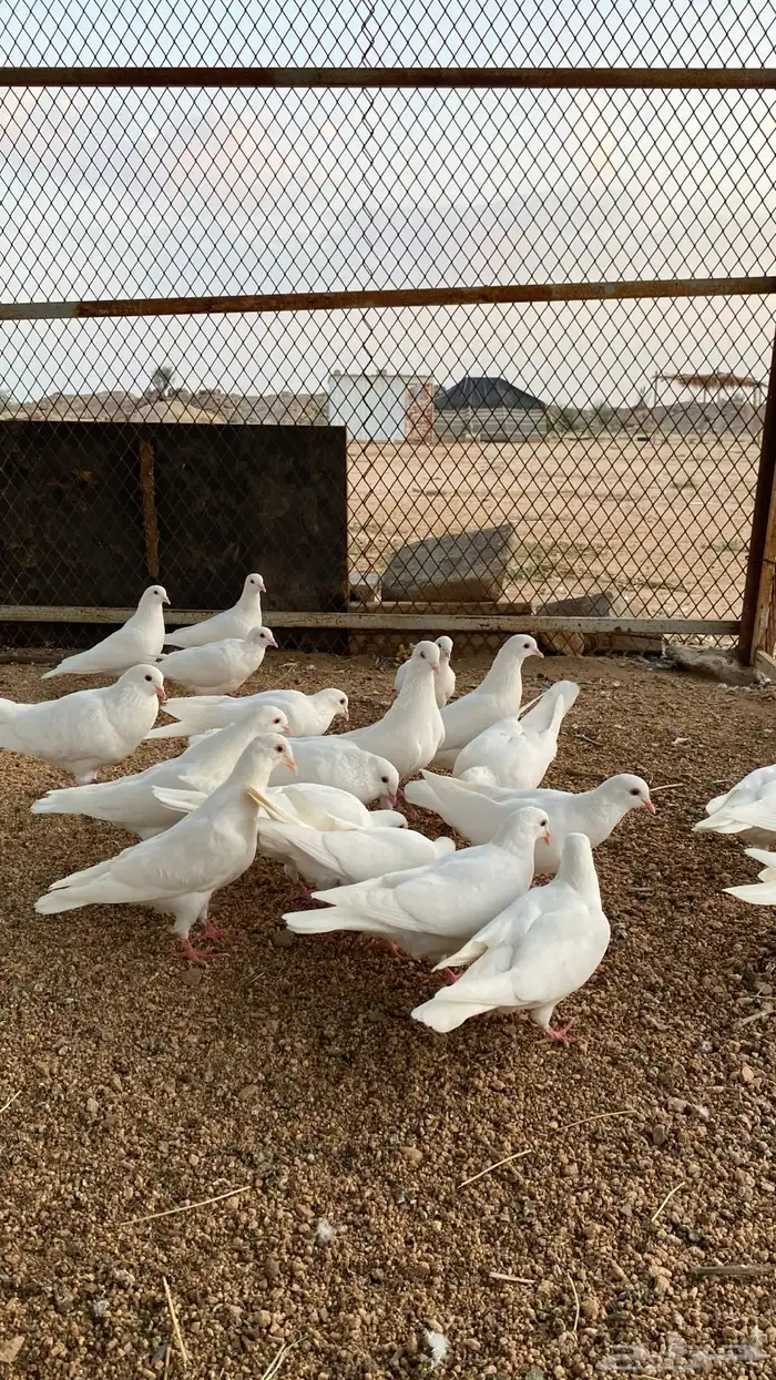 حمام فرنسي 10