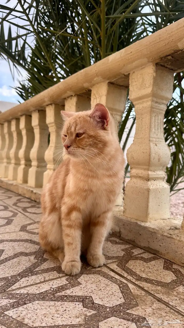 قط ذكر للبيع 3