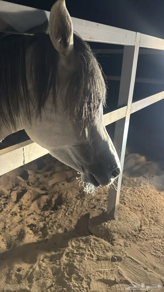 خيل واهوو بوراق 2