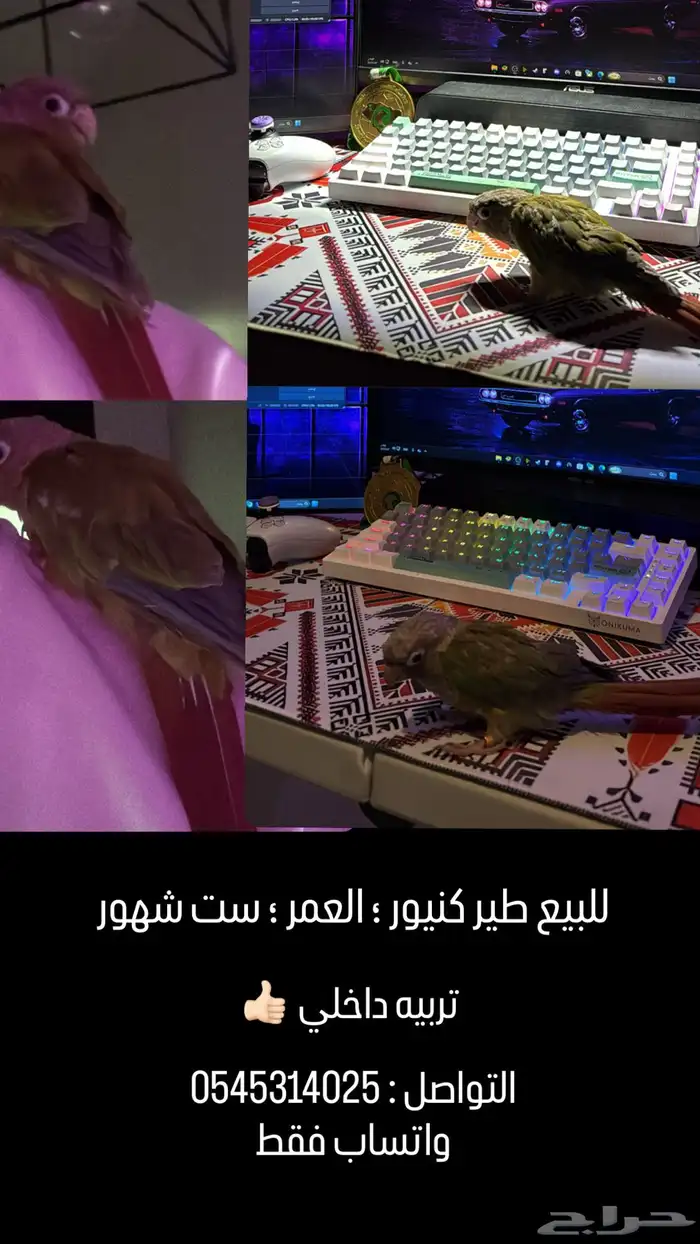 طير كنيور تربيه 0
