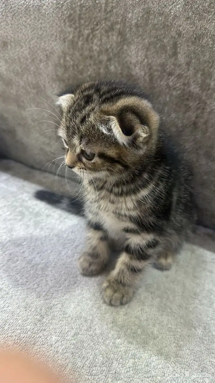 كتن سكوتش قطه صغيره 0