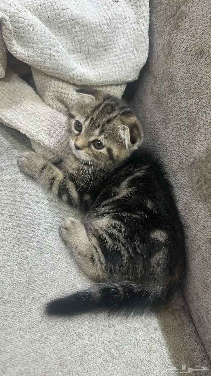 كتن سكوتش قطه صغيره 2