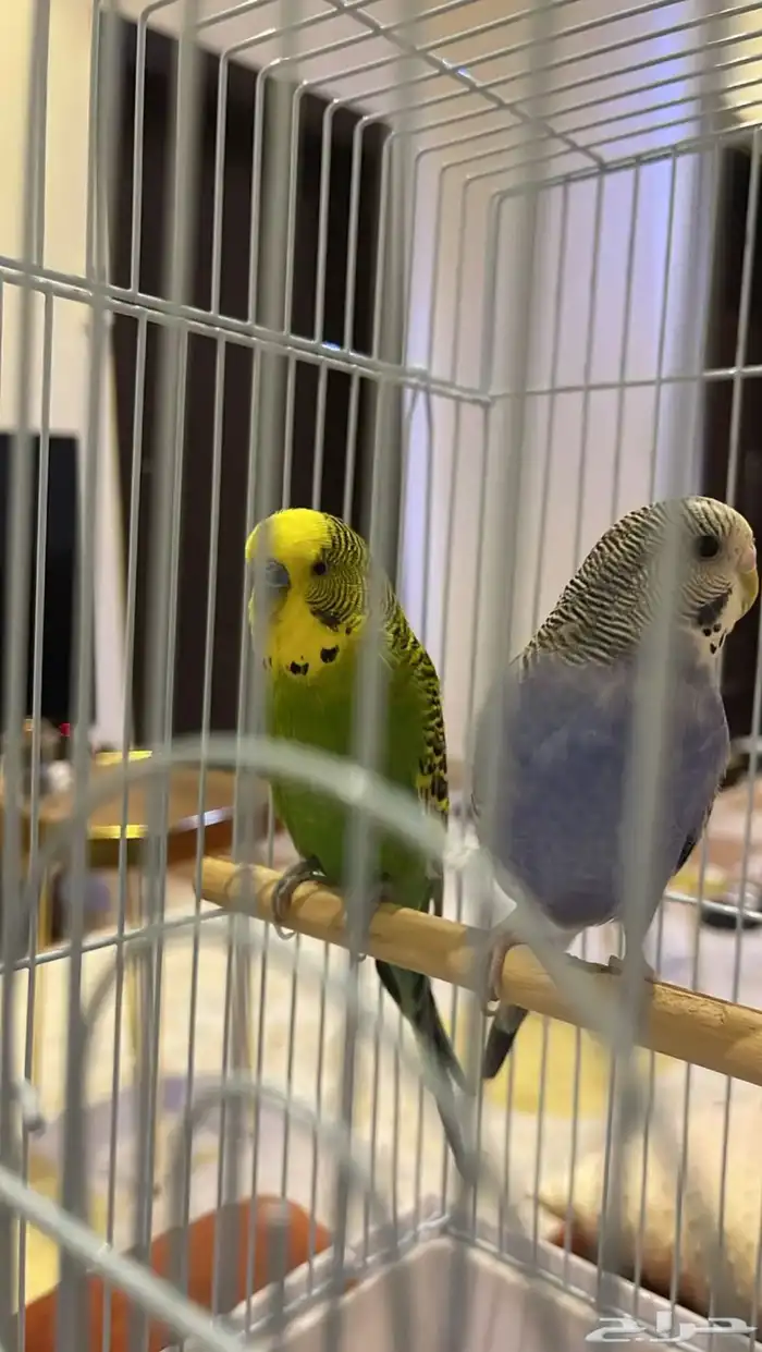 للبيع طيور البادجي 1