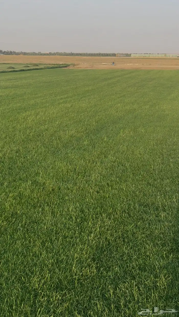 ثيل عشب طبيعي سي الفين CL2000 1