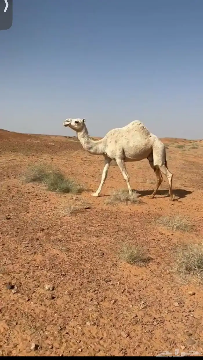 ناقه طيبه تمم البيع 0