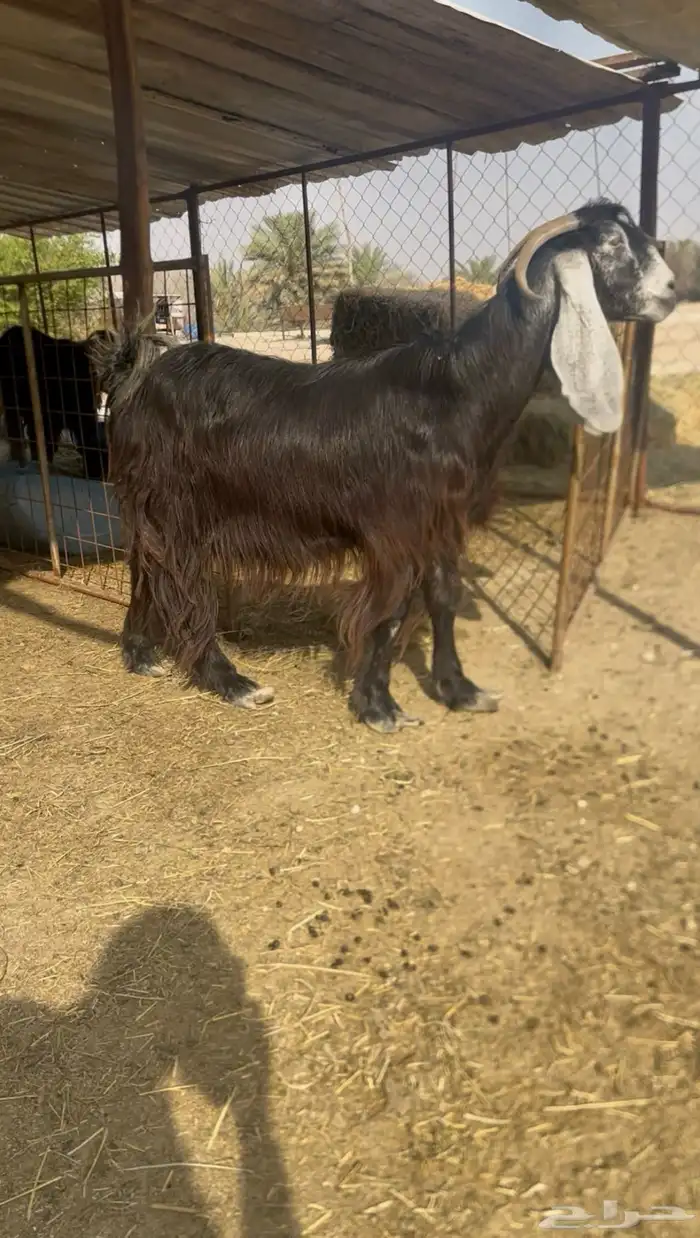 عنز عارضيه خصم دافع 0