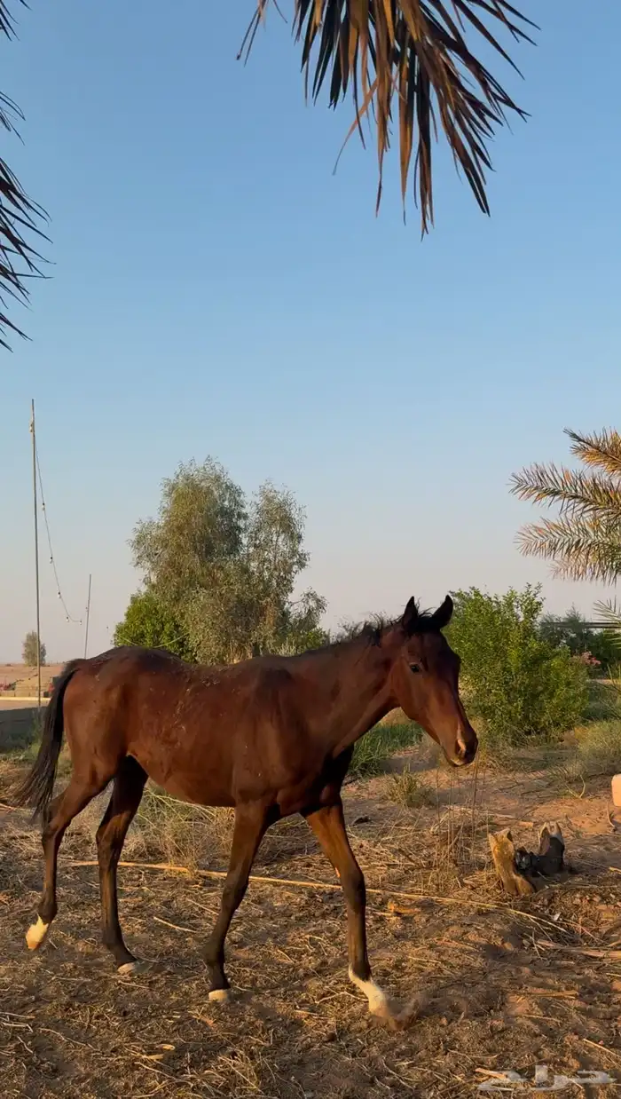 مهره للبيع على السومه 0