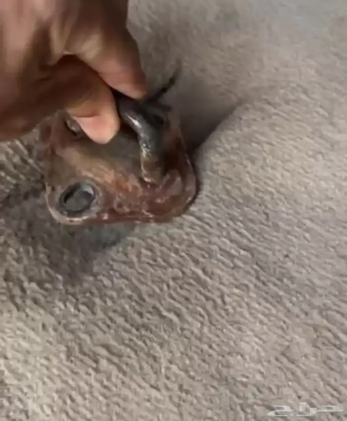 قطع نيسان باترول 99 2004 8