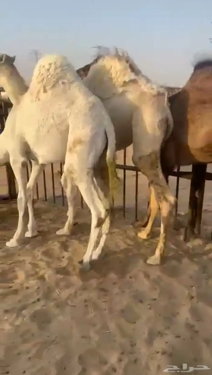 قعدان مشاء الله كفو فل بلديه التواصل اتصال 0