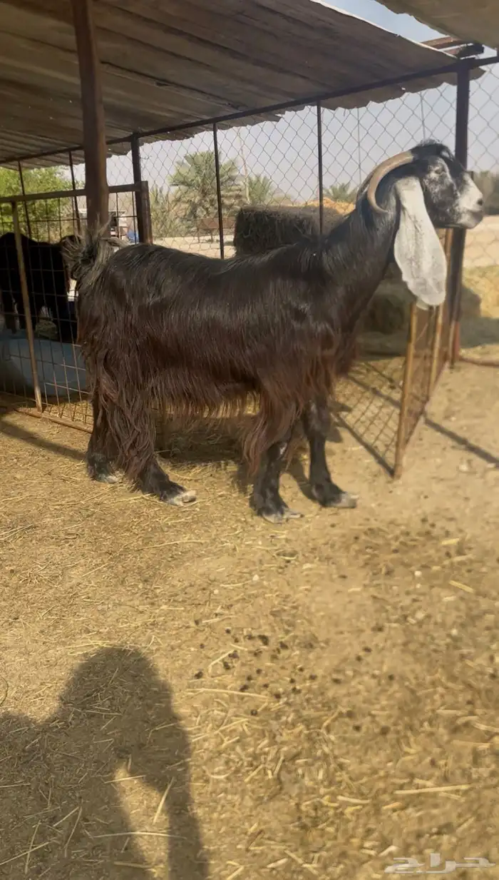 عنز عارضيه خصم دافع 1
